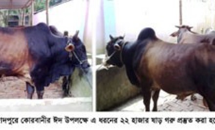 কোরবানীর গরু পুশে শাহজাদপুরে গরুর মালিকেরা লোকসানের আশংকায় দিশেহারা