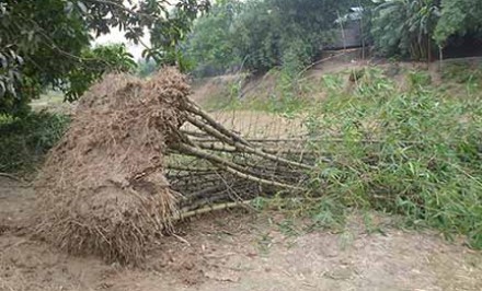 বেলকুচিতে ঘুর্ণিঝড়ে তিনশতাধিক বাড়ীঘর ও  দোকানপাট বিধ্বস্ত বিদ্যুৎ সংযোগ বিচ্ছিন্ন