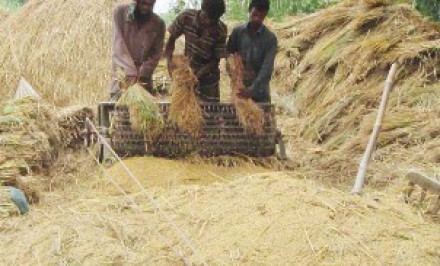শাহজাদপুরসহ সিরাজগঞ্জের ৯ উপজেলায় ধানের চেয়ে কামলার দাম দ্বিগুণঃ কৃষক দিশেহারা