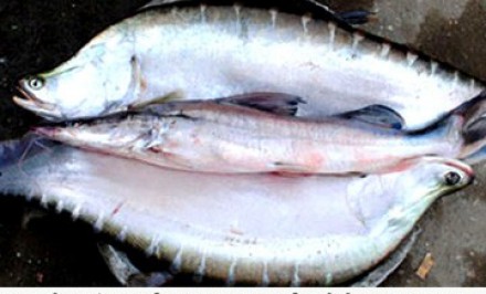 শাহজাদপুরে এলাকাব্যপী দেশীয় প্রজাতির মা মাছের নিধন চলছে নির্বিচারে