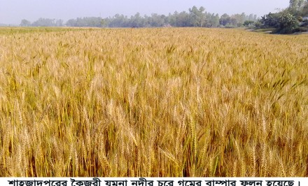 শাহজাদপুরে যমুনার চরে গমের বাম্পার ফলন