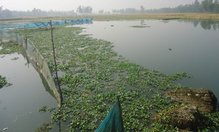 উল্লাপাড়ার ভেড়ামারা বিল সংযোগ খাল ভরাট করায় ৫শ একর জমিতে চাষাবাদ বন্ধ