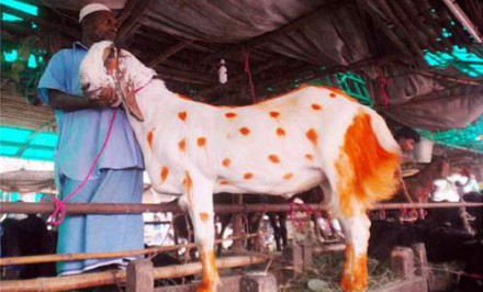 ছাগলের দাম দেড় লাখ!
