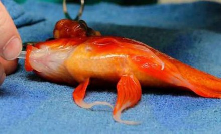 গোল্ড ফিশের মাথায় এক সফল অস্ত্রোপচার