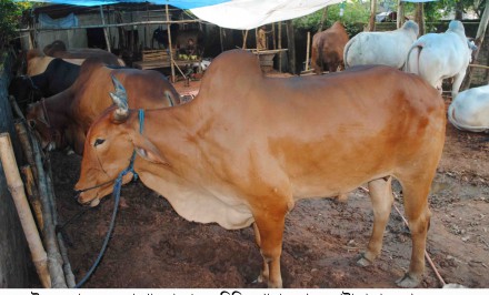 শাহজাদপুরে  গরু মোটাতাজা করণে সেবন করানো হচ্ছে নিষিদ্ধ ষ্টেরয়েড