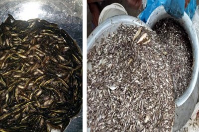 শাহজাদপুরে অবাধে চলছে ডিমওয়ালা মা ও পোনা মাছ নিধন