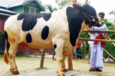গাবতলী হাটে উঠবে ‘হিরো আলম’, বিক্রি হবে ১২ লাখে