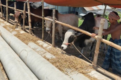 ঈদুল আজহা উপলক্ষে শাহজাদপুরে ৬০ হাজার কোরবানির গরু প্রস্তুত