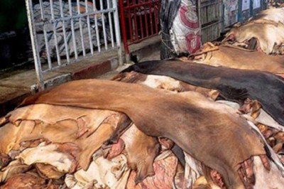 কোরবানির পশুর কাঁচা চামড়ার দাম নির্ধারণ