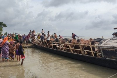 শাহজাদপুর থেকে নৌপথে ঢাকায় কোরবানির গরু পরিবহণ শুরু;  ডাকাত আতংকে কৃষক