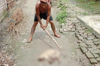 বন্যপ্রাণী পিটিয়ে হত্যার ভিডিও ফেসবুকে, যুবক আটক