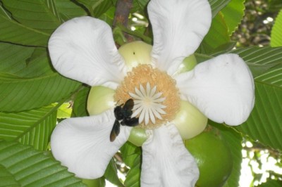 বিষ্ময়কর এক ফুল ও ফল ‘চালতা’