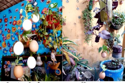 শামীমের বিষ্ময়কর ঝুলন্ত বাগান!