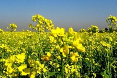 হলুদ সরিষা চাষে সোনালি স্বপ্ন!