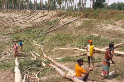 শাহজাদপুরে সরকারি গাছ বিক্রি করে ঋণের দায় শোধ স্কুল দপ্তরির!