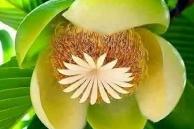 বিষ্ময়কর এক ফল 'চালতা'